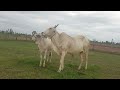 feeding cows