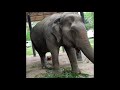 WFFT Elephant enrichment for 1st time!!