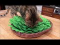 Pet Snuffle Feeding Mat, Interactive Game for Boredom, Encourages Natural Foraging Review