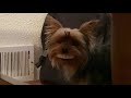 Dog Steals Owner's Fake Dentures And Looks Hilarious | CONTENTbible #Shorts