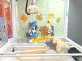 Toreba - 7th Lucario Win