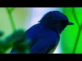 Tickell's blue flycatcher bird