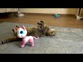 Cat reacts to Robot Kitten- Rory plays with a new friend