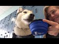 A Day In My Life // High School with a Service Dog