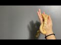 Working through biting with Phoenix, my Asian King Rat Snake.