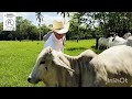 Rancho La Esperanza Brahman el rey 👑 del tropico