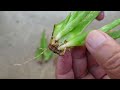 Propagated Aloe vera leaves