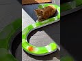 Funny animals - Funny cats / dogs - Funny animal videos 82