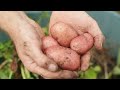 Beautiful Permaculture Kitchen Garden Tour | HUGE July Harvests