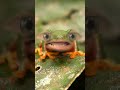 Me froggy