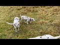 Is a Dalmatian the right dog for you?