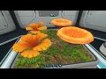 YOUR SUBNAUTICA GUIDE TO GARDENING | GARDENING 101  -  Subnautica Tips & Tricks