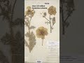 How does the Smithsonian digitize millions of plant specimens? #shorts
