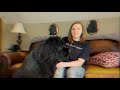10 Questions with a Newfoundland Dog Owner