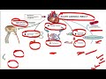 CARDIORENAL SYNDROME - REVIEW / VIDEO 173