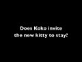 Koko Gets a Kitty Visit