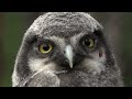 Survive Despite. Save the owls.  Adventures in Siberia.