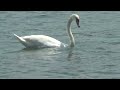 Swans in the Rhine River  2023