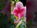 Beautiful Flower and Nice Song background #shortvideo #viral #flower