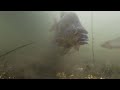 Feeding big bream with sweetcorn underwater footage