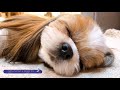 잠자는 귀여운 시츄 강아지 🐶😴💤 | Sleeping Shih Tzu Dog✨