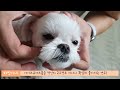 강아지들에게 필요한 필수 영양제! 강아지영양제! with 코코메리슨 Essential nutritional supplements for dogs!