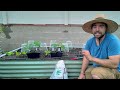 BIG Spring Planting (Tomatoes and More!) + 2 Week Update