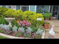 May Front Garden Tour!! The Garden is FULL of Blooms and Color!! #northtexasgarden