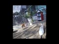 😘❤️ Try Not To Laugh Dogs And Cats 🐕😂 Funny Animal Videos 2024 # 17