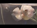 Petting my Oscar fish named Oscar #fyp #fish #fisherofmen #cute #trained #funny #family #viral #love