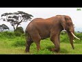 4K African Animals: Kilimanjaro National Park - Relaxing Music With African Wildlife 4K Ultra HD