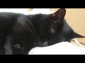 音楽に合わせてカッコよく見える?!猫の毛づくろい!猫VLOG［保護猫 黒猫 おもしろ］～A cool grooming cat that matches the music.～