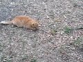 A small walk with some of my cats part 2