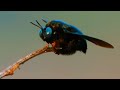 What do carpenter bees do? Carpenter bees are excellent pollinators