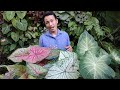 HOW TO GROW GIANT CALADIUMS