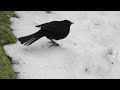 Blackbird - super slow motion