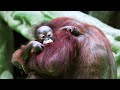 Baby Animals 4K Relaxation Film with Relaxing Music, Emotional Piano Music, Animal Sounds