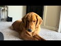Training my Funny Golden Retriever Puppy to Hold Treats