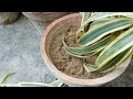 How To Propagate Song Of India Plant From Cuttings How To Propagate Dracaena Reflexa  With Update