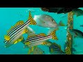 Ocean 4K - Beautiful Coral Reef Fish in Aquarium, Sea Animals for Relaxation (4K Video Ultra HD) #32