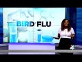 What you need to know about bird flu