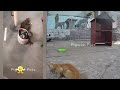 😅😸 So Funny! Funniest Cats and Dogs 🐱😸 Funny And Cute Animal Videos 2024 # 8