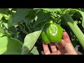 How to Clone Pepper Plants - the home gardening channel