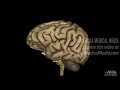 Neuroscience Basics: Neuroglia Functions, Animation.