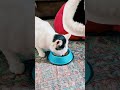 Cats eating Purina Wet Cat Food
