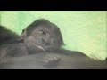ONE DAY OLD BABY GORILLA TOUCHED BY SISTER THANDIE