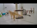 🐕 Best Cats Videos 🐱 Funniest Animals 😂😻