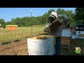 Splits gone wrong | The bees threw away my plan and made their own. #beekeeping