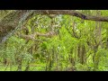8 HRS Tropical Ambience - Exotic Birds Chirping in Tropical Forest - Nature Soundscape - 4K UHD