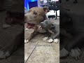 Cute Puppy Vlog